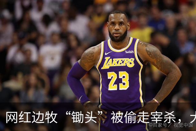 网红边牧“锄头”被偷走宰杀，犬主最新回应：双方已和解，对方赔偿30万元，将全部捐给宠物救助机构