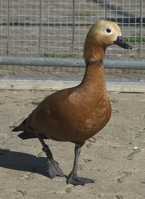 里斯塔尔宫